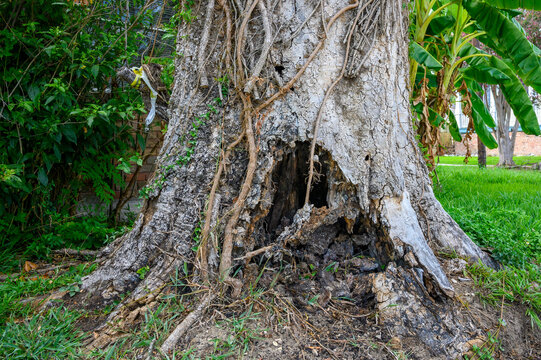 Closeup of Severely Rotted Tree in a Residential Neighborhood in New Orleans, Louisiana, USA