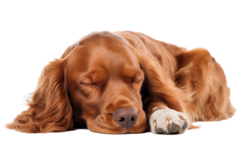 sleeping dog isolated on white