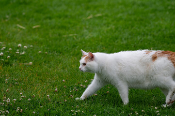 White and brown spotted cat walking on a grass