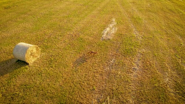 Red hungry fox walking through harvested wheat field between round hay bales hunting and searching for prey, aerial view. Preservation of environment and clean planet, ecological fauna