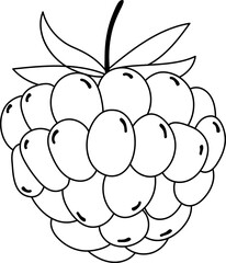 Blackberry Outline Illustration