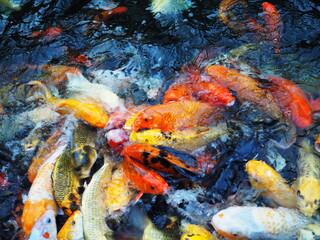 Obraz na płótnie Canvas Colorful Carp (Cyprinus carpio haematopterus) swimming in the pond. Koi fish opening its mouth to suck food on water . Koi carps fish have many colors of scales such as orange, gold, black, and red.