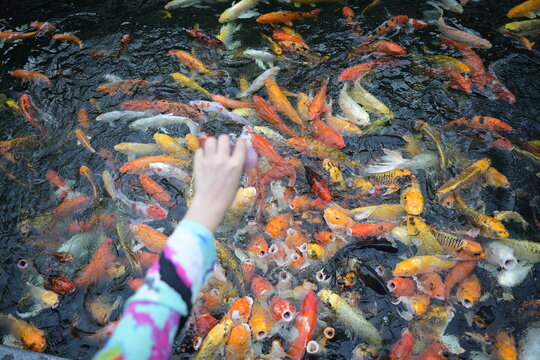 A large number of koi fish are gathering around to feed from the tourists who are scattering them into the water. Colorful koi fish open their mouths to receive food. (Cyprinus carpio haematopterus) 
