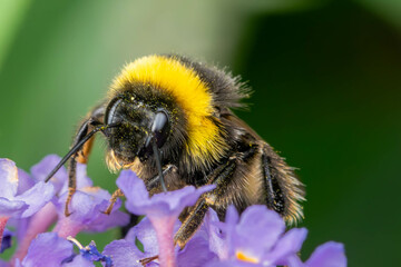 Extreme closeup of a bumblebee collecting nectar. The nectar is visible on its mouth and legs