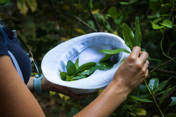 Woman, tourist hand collecting leaves from laurel tree to hat. Fresh cooking ingredient, herb...