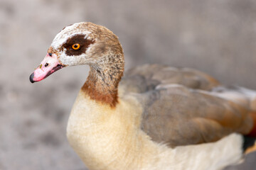 Egyptian Goose Alopochen aegyptiacus - Nilgans -