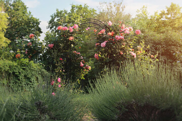 Englischen Rosen im Garten 