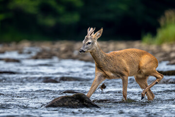 Roe Deer buck, Capreolus capreolus,