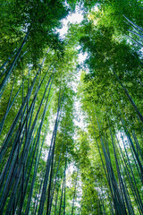 Fototapeta na wymiar Asian style bamboo, in the woods