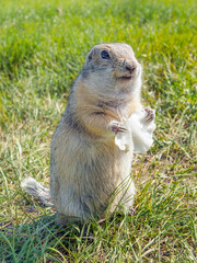 Naklejka na ściany i meble A prairie dog standing on the hind legs and a eating of a leafe of a cabbage holding it its front paws.