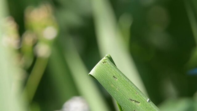 Beautiful Demoiselle Damselfly (Calopteryx virgo) female taking off from an iris leaf by a stream and returning to the same place. June, Kent, UK. [Slow motion x5]