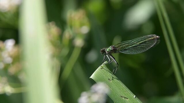 Beautiful Demoiselle Damselfly (Calopteryx virgo) female taking off from an iris leaf by a stream and returning with an insect it has caught. June, Kent, UK. [Slow motion x5]