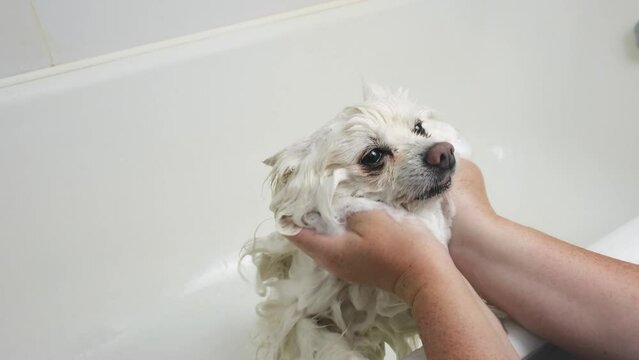 a man washes a cute white pomeranian dog in the bath, shampoos flea hair, takes care of his beloved pet. man washes a cute white pomeranian dog in the bath, shampoos flea hair, takes care of his pet. 