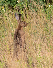 European hare, Lepus europaeus. An animal peeks out of the tall grass and looks into the distance