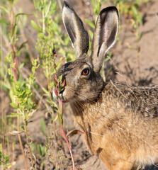 European hare, Lepus europaeus. An animal sniffing a plant, filmed in close-up