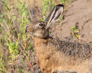 Fototapeta premium European hare, Lepus europaeus. An animal sniffing a plant, filmed in close-up