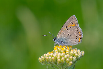 winged fire red butterfly, Balkan Copper, Lycaena candens