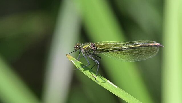 Beautiful Demoiselle Damselfly (Calopteryx virgo) female taking off from an iris leaf by a stream and returning to the same place. June, Kent, UK. [Slow motion x5]