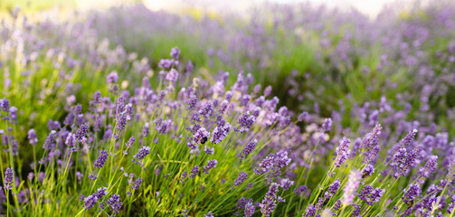 Obraz premium Lavender bushes closeup on sunset. Sunset gleam over purple flowers of lavender. Bushes on the center of picture and sun light on the left. Provence region of france.