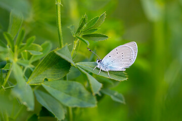tiny blue butterfly on leaf, Staudinger's Blue, Cupido staudingeri