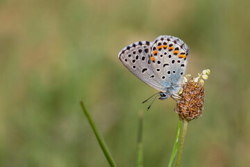 blue butterfly on dry grass, Bavius Blue, Rubrapterus bavius