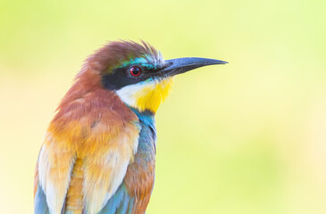 European bee-eater, Merops apiaster. Close-up of a bird on a beautiful background