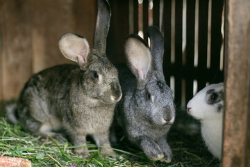 Rabbits in a wooden cage in the countryside