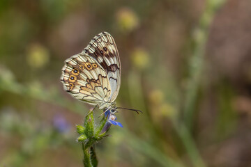 large butterfly on blue flowers, Syrian Marbled White, Melanargia syriaca
