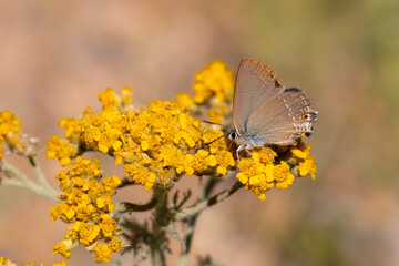 brown butterfly on yellow flower, Gerhard’s Black Hairstreak, Satyrium abdominalis