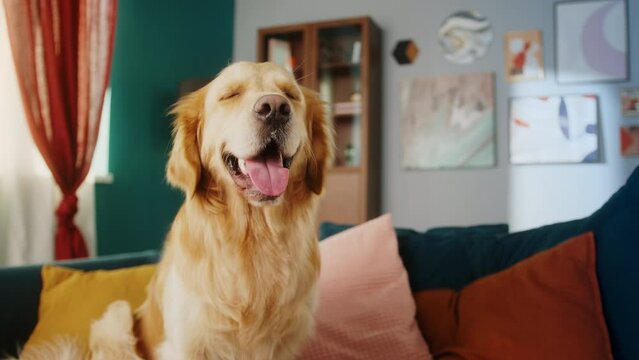 Happy Dog portrait, golden retriever dog portrait at home, beautiful happy smiling close up pet face