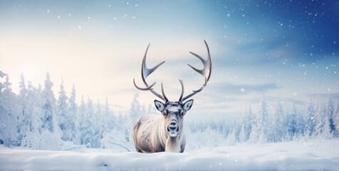 Reindeer with big horns stands in a snowy winter landscape
