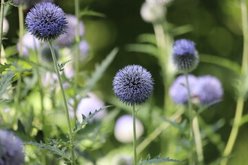 Echinops sphaerocephalus known as Great Globe Thistle or Pale Globe Thistle.