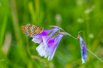 big butterfly on pink flower, Freyer’s Fritillary, Melitaea arduinna