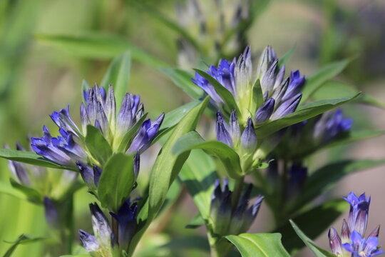 Gentiana cruciata. Blue flowers of star gentiana, cross gentiana.