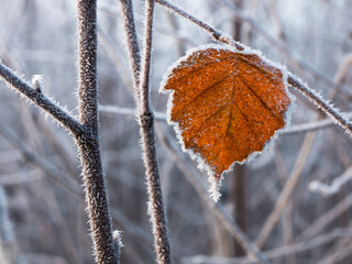 Frozen autumn leaf on a tree - 625592914