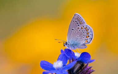 blue little butterfly on blue flower, Turkmenistan Zephyr Blue, Plebejus zephyrinus