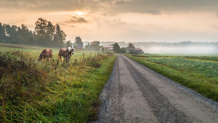 Countryside landscape with horses - 625594169