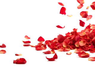 Rose petals fall to the floor. Isolated background. Ai generated.