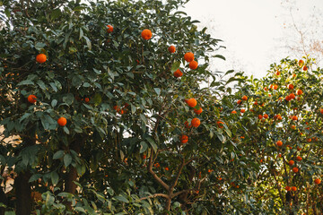Image of orange tree with ready to eat fruits.