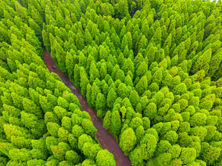 Pine forest from the air, near Lagoa do Canario. Sete Cidades Aerial View. Natural landscape in Sao Miguel, Azores. Portugal.