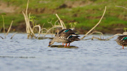 Tiruchirapalli,Tamilnadu, india-june 23 2023 solo dove drinking water and waiting for fish 