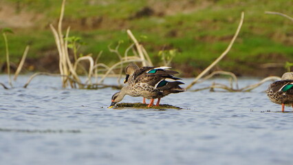 Tiruchirapalli,Tamilnadu, india-june 23 2023 solo dove drinking water and waiting for fish 