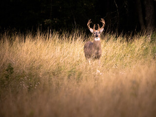 Deer in the Field - 625599386