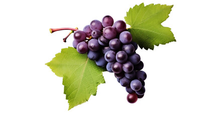 Grapes with grape leaf  - 1