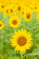 Obraz premium ヒマワリの花