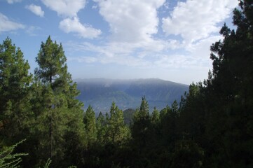 Von Pinien eingesäumter Weitblick auf La Palma