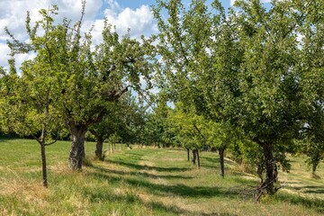 Baume, Feldwege und Wiese. Filderstadt