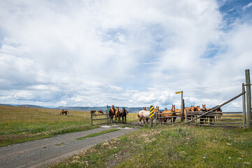 Fototapeta premium horses gathered at cattleguard