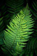 Fototapeta na wymiar Ferns in the Woods