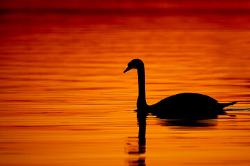swan on sunset - 625603543